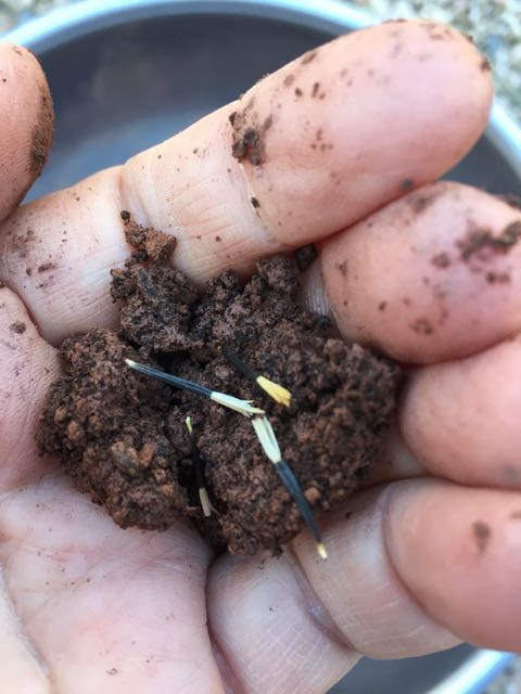 making seed balls, simple gifts