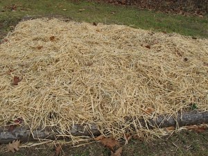 strawberry bed, mulch, fall garden
