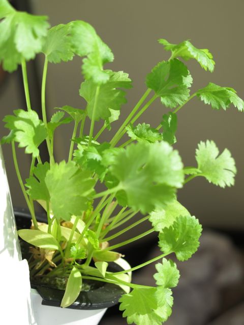Parsley growing in the garden tower. gardening