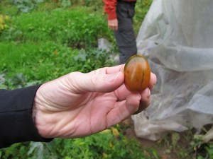 heirloom tomatoes, tomatoes, vegetables, garden
