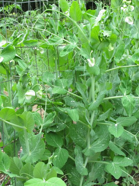 Peas are flowering!