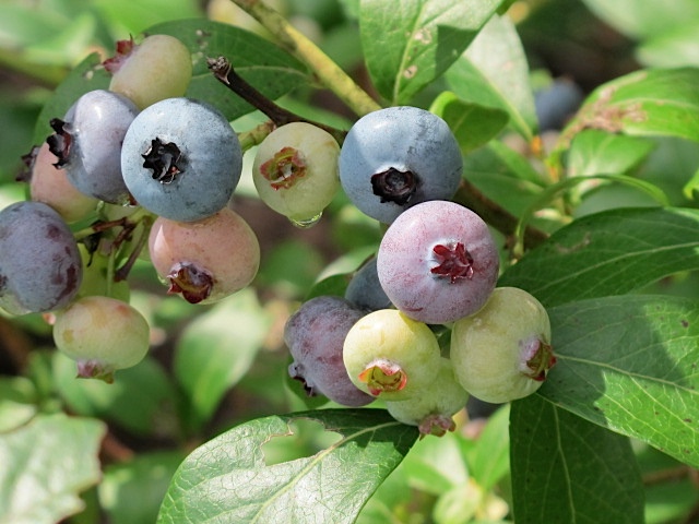 Blueberries fruit, gardening