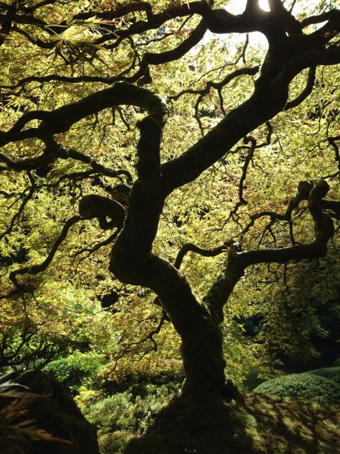 Portland Chinese Gardens