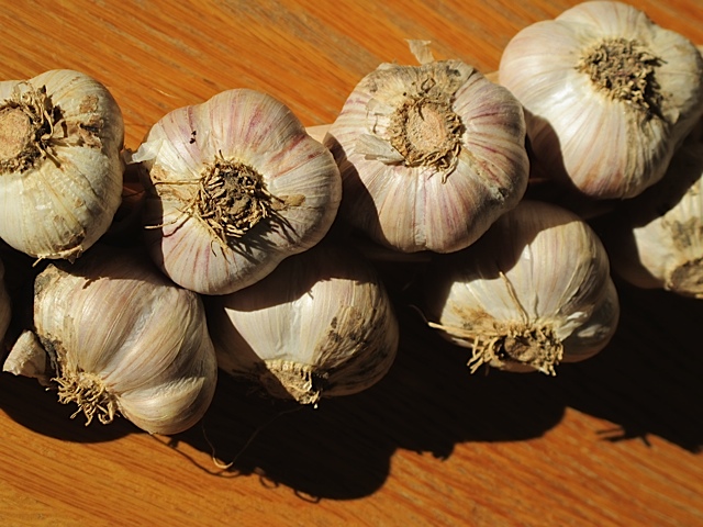 garlic bulbs, garlic sets, garden