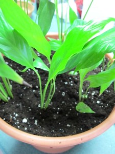repotted peace lily