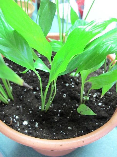 repotted peace lily