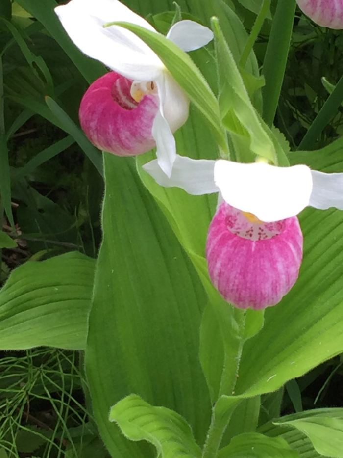 lady's slippers
