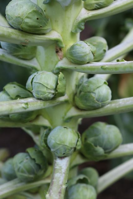 Brussel sprouts