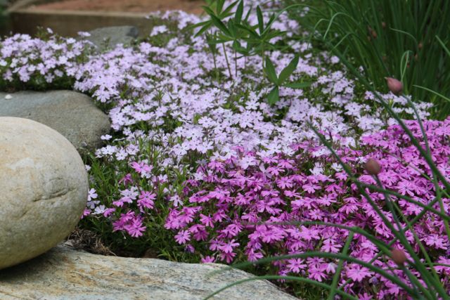 Creeping Phlox