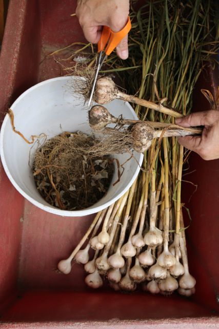 Cutting the roots off.