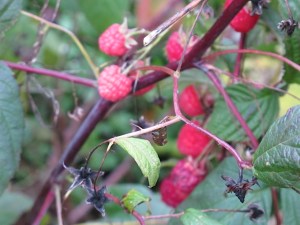 raspberries, west coast garden, gardening