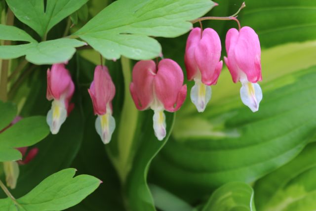 Bleeding Hearts