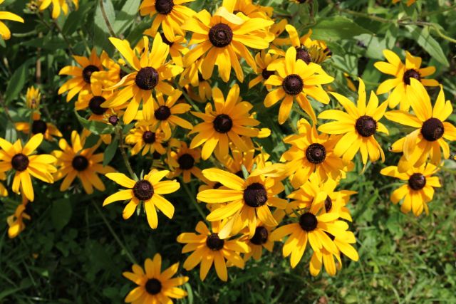 Black eyed susan