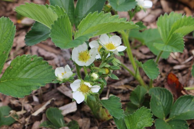Strawberries are coming!