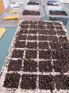 seeds, planting seeds