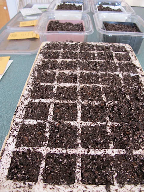 seeds, planting seeds
