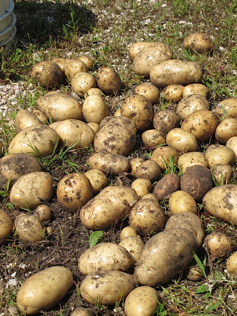 gardening, prudent living