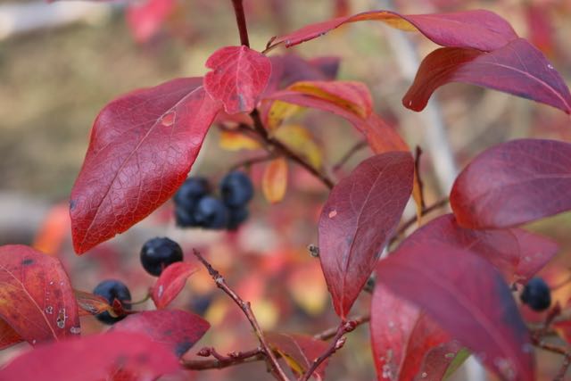 Fall blueberries