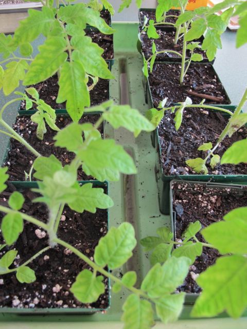 Tomatoes look happier in their larger pots!
