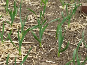 Garlic bulbs, vegetable garden