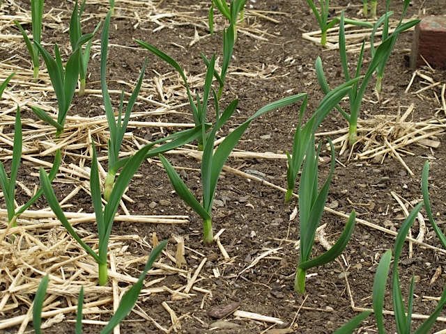 bulbs, vegetable garden