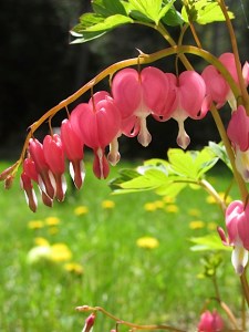 spring flowers, Vermont
