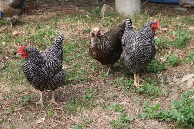 Free ranging chickens!