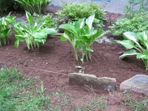 Transplanted hostas. gardening, frugal tip