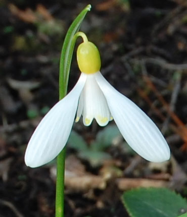 Snow Drop