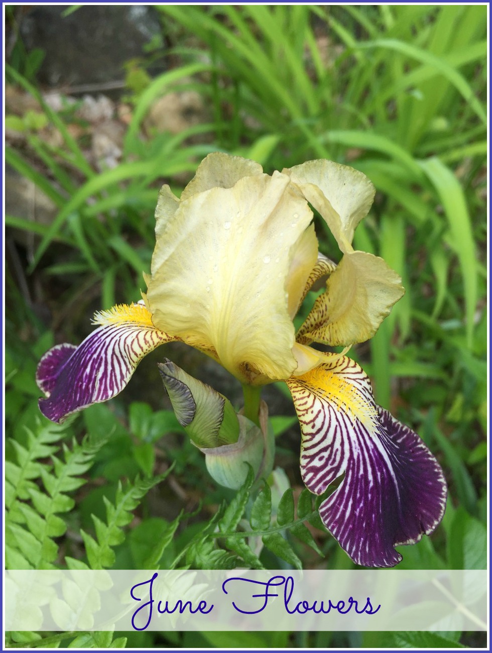 June Flowers