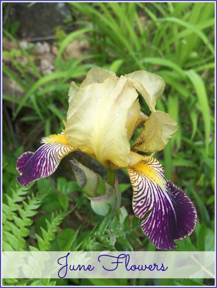 June Flowers
