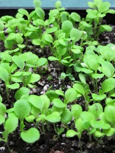 seedlings, seed starting