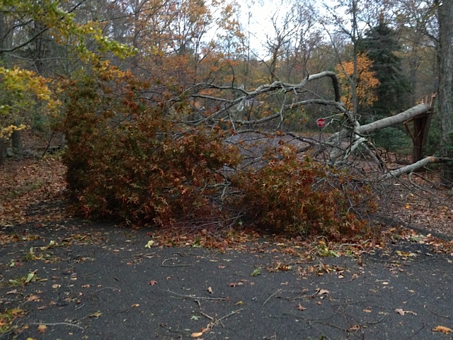 Trees down everywhere! storms, Sandy