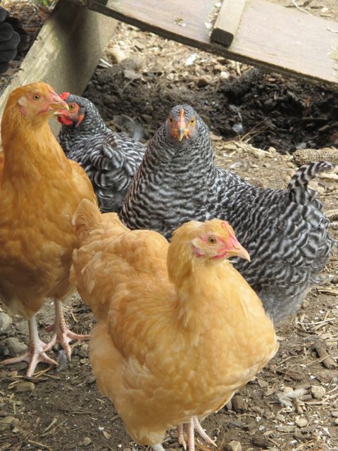 Miss Goldie with the top of her head almost back to normal.