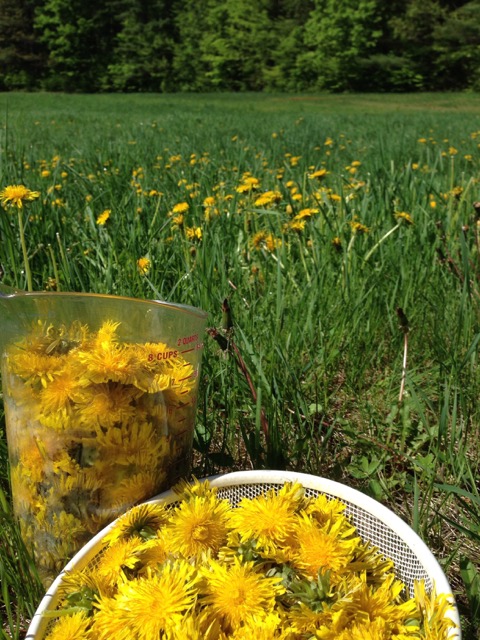 Collecting Dandelions