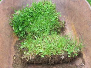 Sod sod, grass, transplanting