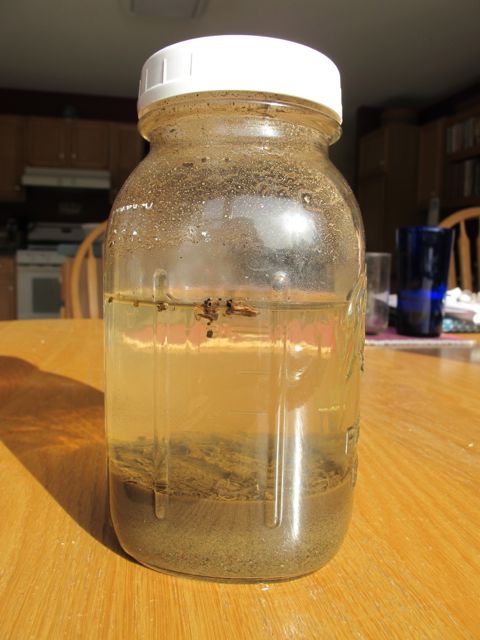 establishing your vegetable garden