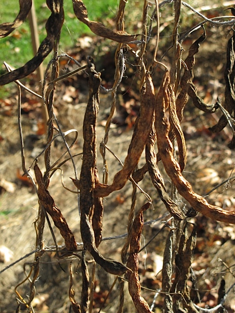 my garden, prudent living