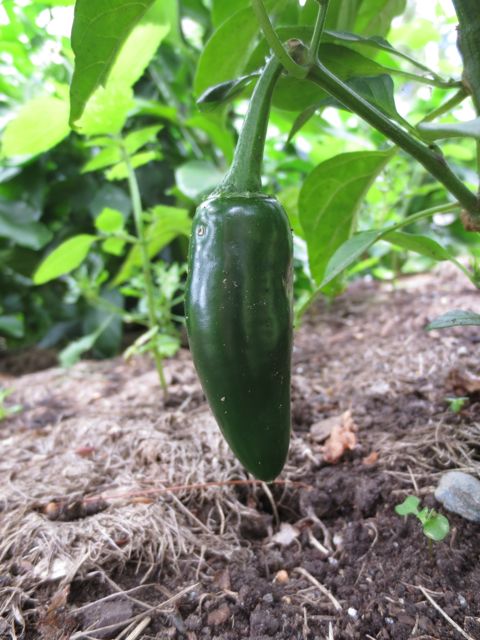 Jalapeño Pepper