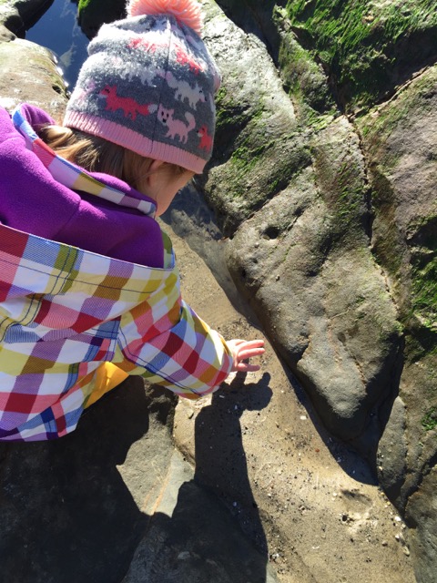 exploring tidal pools