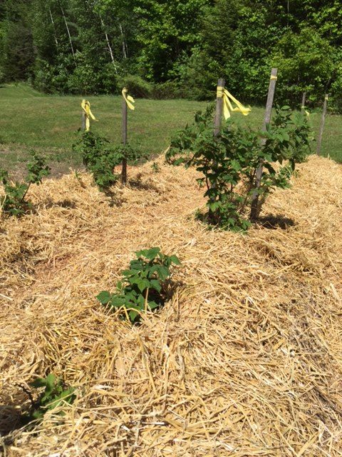 Raspberry bushes