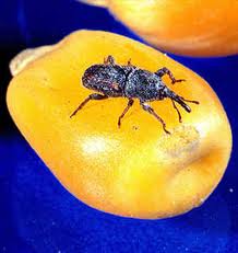 pests, pantry storage