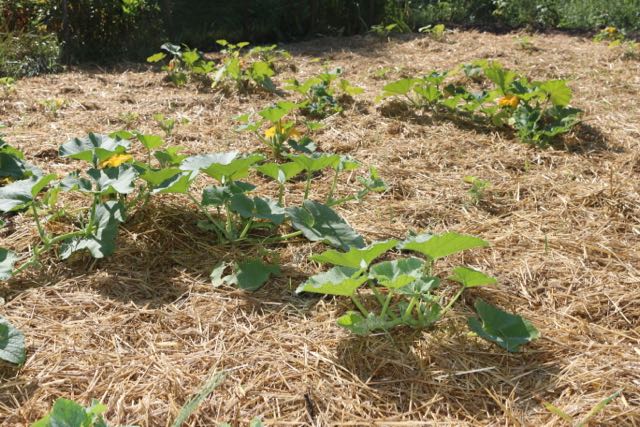 Weeded squash patch!