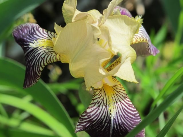 beautiful June flowers