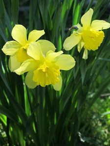 spring flowers, daffodils, Vermont