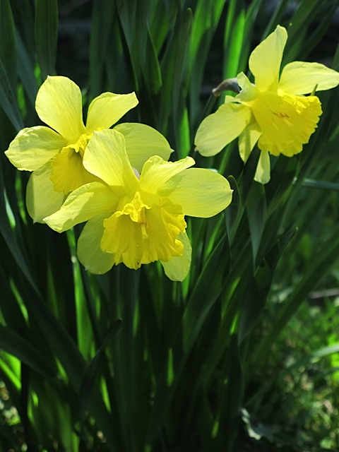 spring flowers, daffodils, Vermont
