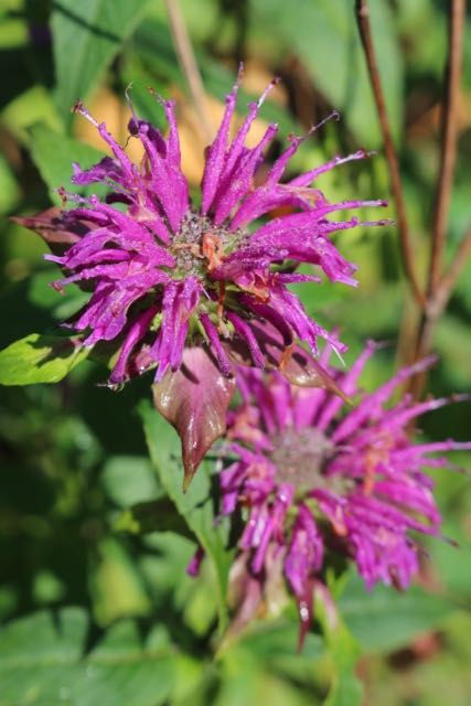 Bee Balm