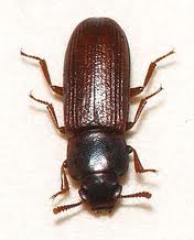 pantry pests, prudent living