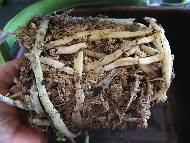 roots, orchid, transplanting