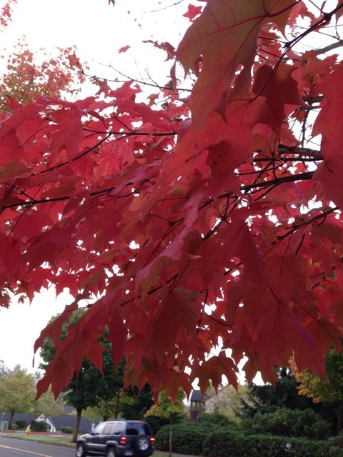 Portland fall color